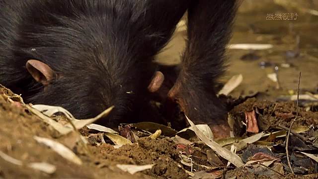 草原黑猩猩真聪明，懂得净水的方法
