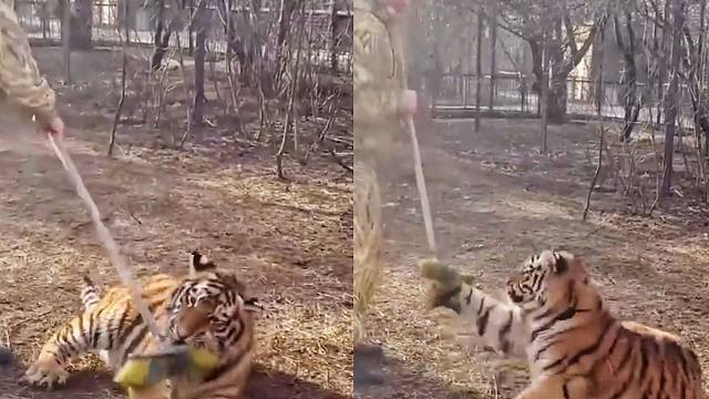 没有一只小老虎可以抵抗“逗猫棒”的诱惑！