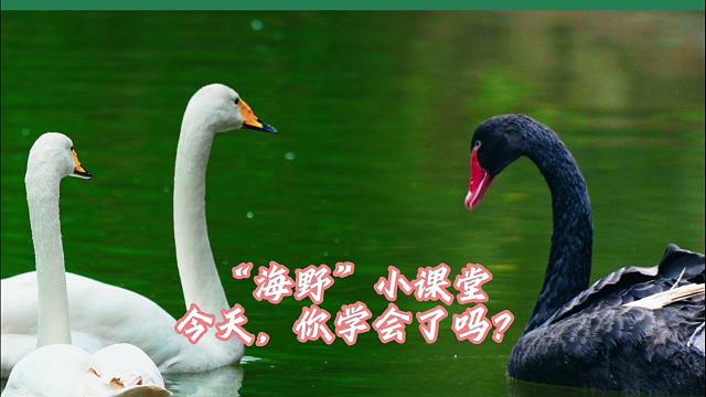 黑白天鹅：爱情观不同，不相为谋！