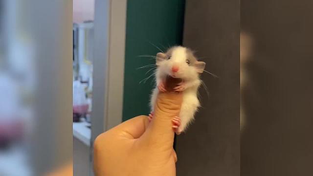 果然每个物种还得是小时候最可爱，这兔狲宝宝快萌化了！