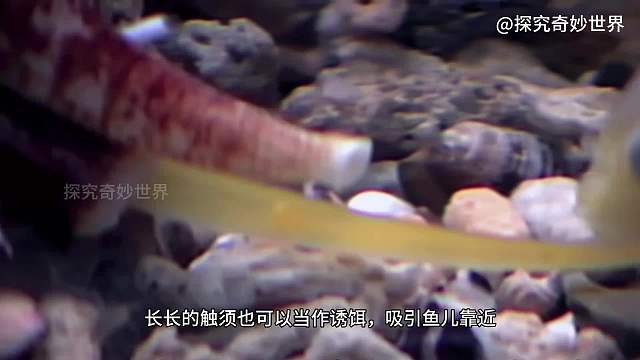 世界十大海洋最毒动物之一，含上百种致命毒素且无药可解——鸡心螺，但还是逃不过水煮白灼，麻辣炝拌，蒸煮油炸的命运