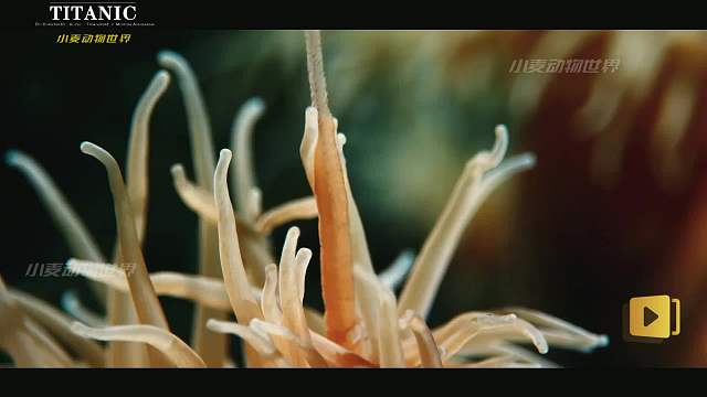 海洋大世界，做不成猎人只能做猎物