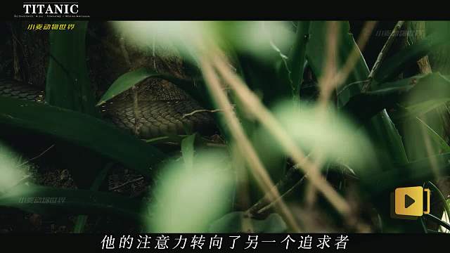 眼镜王蛇争夺配偶