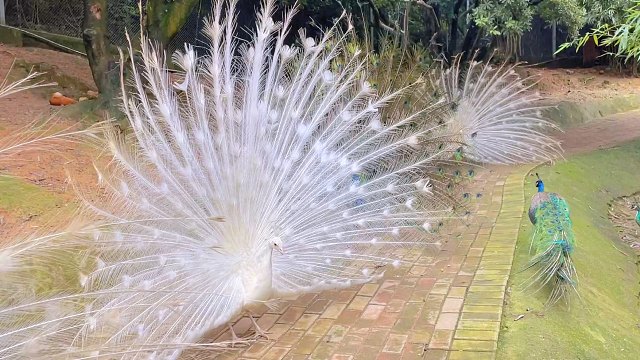 快许愿！运气好到爆的人才会刷到孔雀开屏！