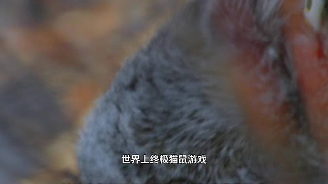 猫家族之猞猁，生存在最北边的猫