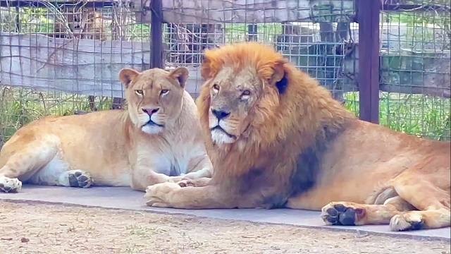 狮王“奇克”忙中偷闲，回家谈恋爱！