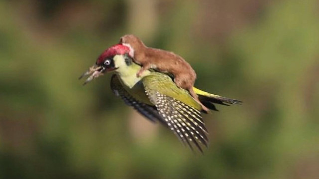 伶鼬：是残酷的生活把我逼上了天空。