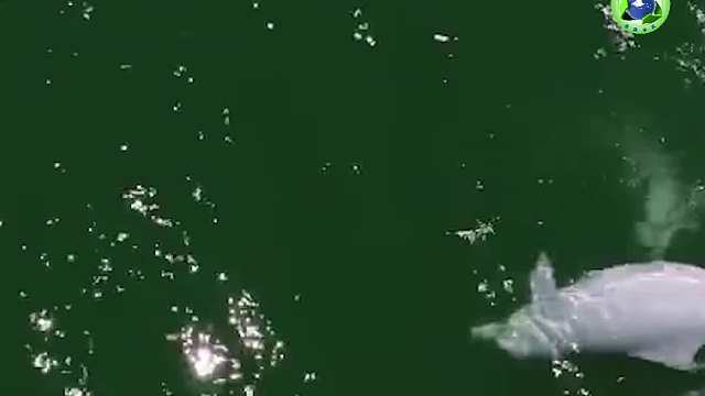 农历3月23日 中华白海豚保护宣传日