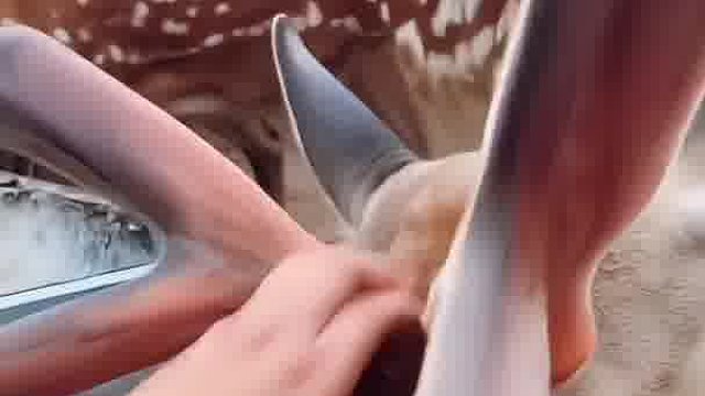 盘鹿茸的动作才是灵魂