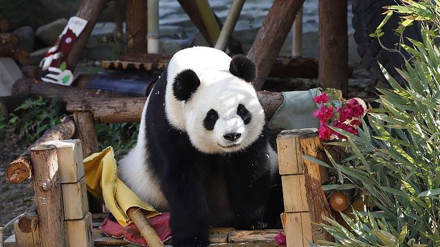 五一去那玩？来泉野看龙凤胎大熊猫