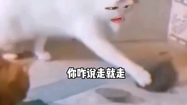 526. 猫 -道友且慢