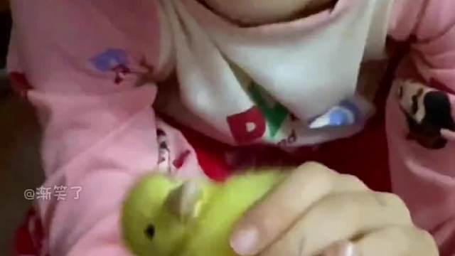 260. 盘点那些能听得懂人话的狗子
