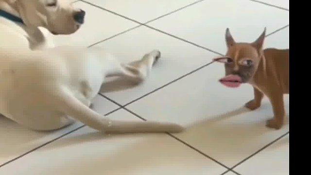 535. 大白狗 -一点都不专业