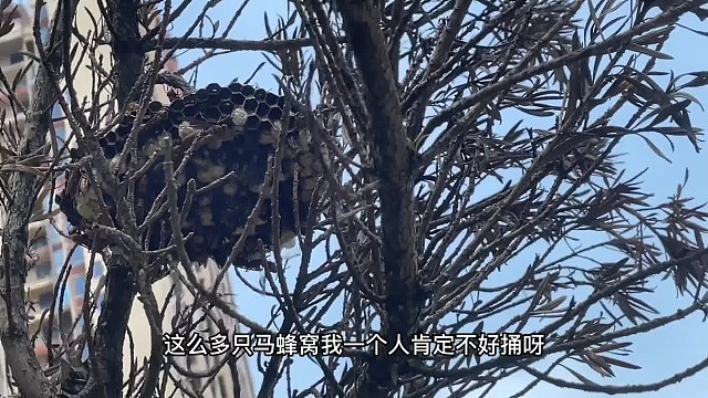 142. 这窝马蜂有点庞大该穿哪件衣服才能打入它们内部呀