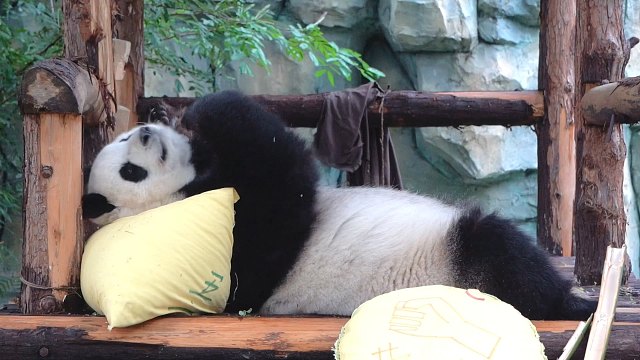 五一不仅营业，还要当一只敬业熊