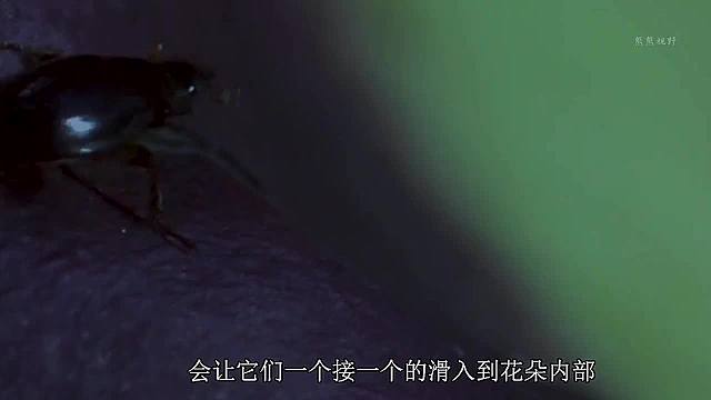 魔芋花囚禁昆虫，让其帮助授粉