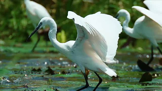 鲶鱼捕食小鱼，自己则成为鳄鱼的猎物