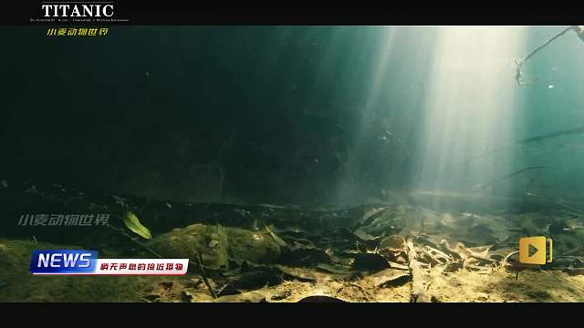 动物界的世仇，冤冤相报何时了