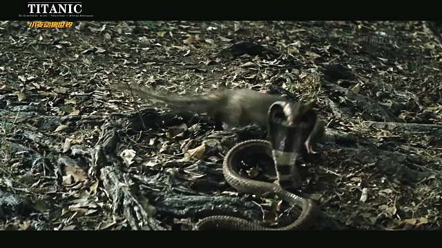 蛇类的敌人们，还有兔子《上集》