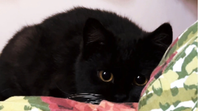 到头来，豆包还是跟我爸，但她还是我的猫，没错，还是