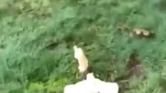 538. 蘑菇 -我招谁惹谁了