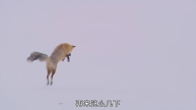 狐狸的歪头杀，真致命啊