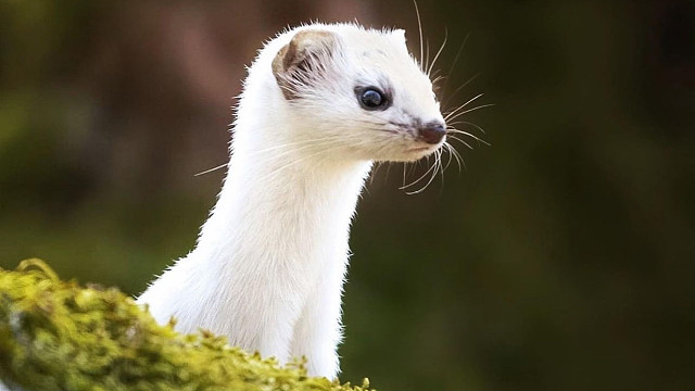 想在家养一只伶鼬？你就等着发疯吧！