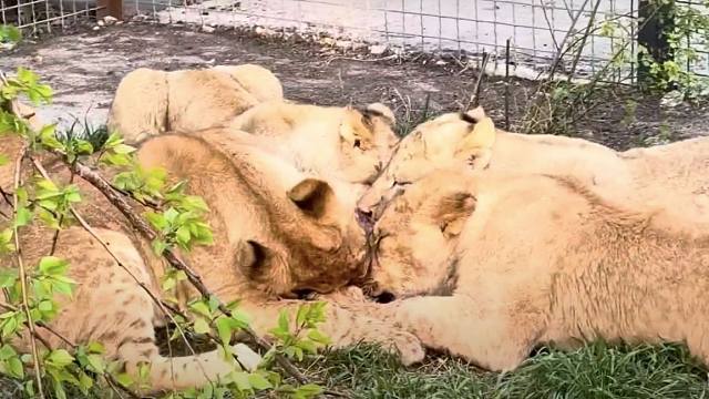 4只小狮子吃一块肉肉，会打架吗？