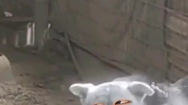 543. 狗子 -我就搁这待着挺好