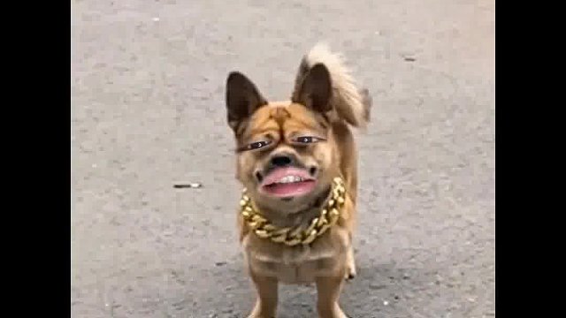 545. 狗子 -走就走，下一个更乖，下一个更好