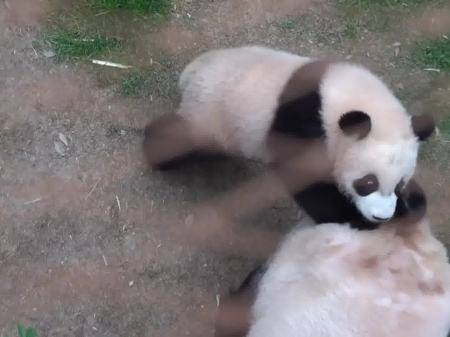 辉辉啊你是真皮啊，大老远的跑去招惹妈妈然后撒腿就跑~哈哈