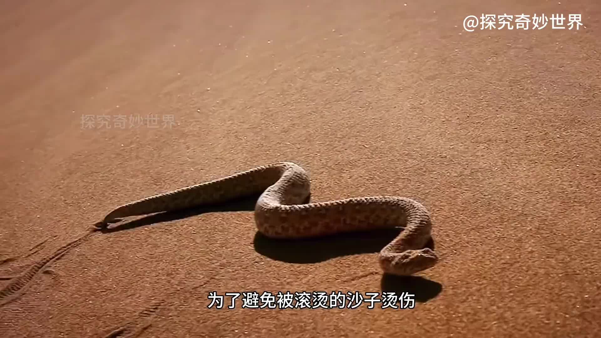 世界刀光剑影，胜负只在瞬息，沙漠里的致命杀手侏咝蝰，善于伪装，一招毙命