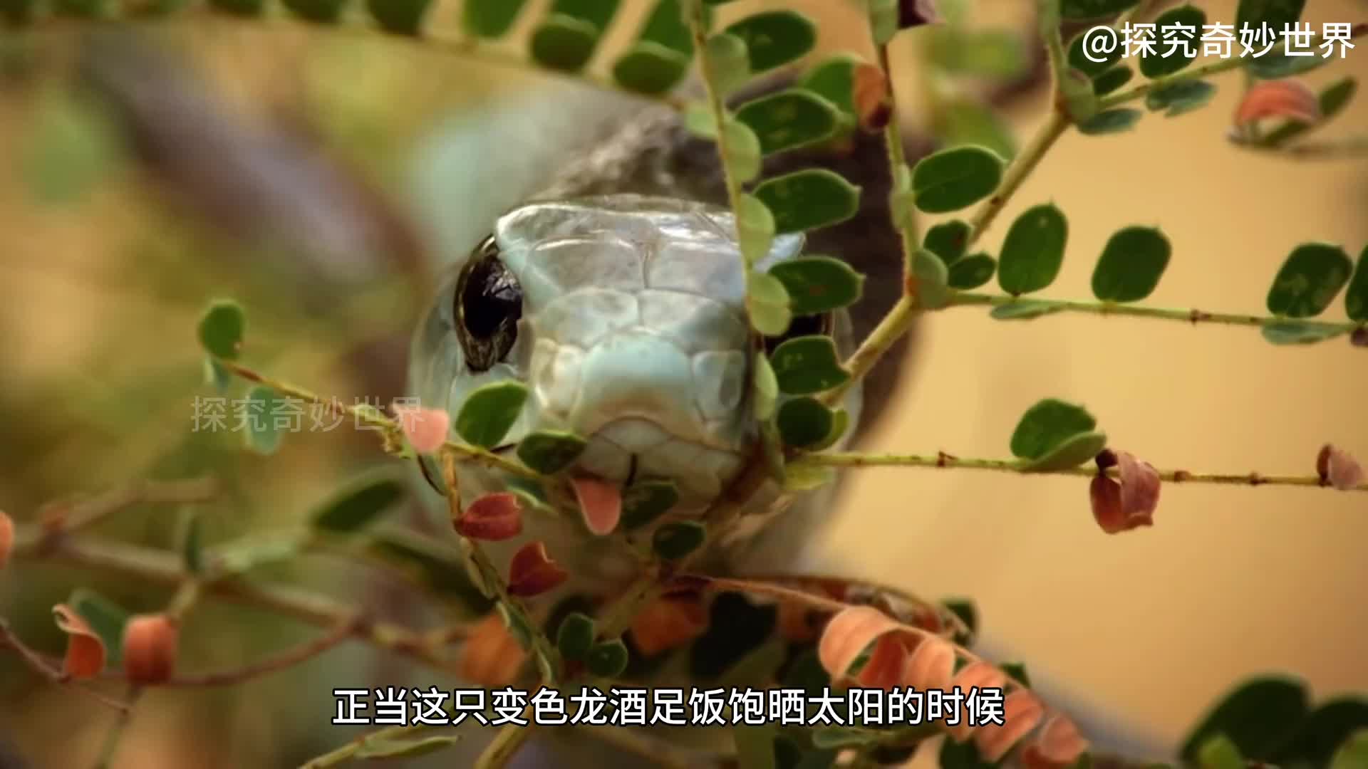 非洲树蛇，非洲最致命的毒蛇之一，被咬一口就会七窍流血而亡……