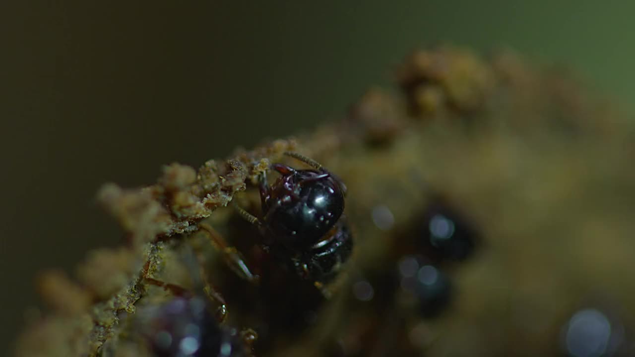 树木的伤口愈合剂，成了动物们争抢的美食