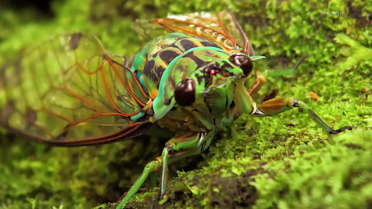浣熊是一种不安分的动物