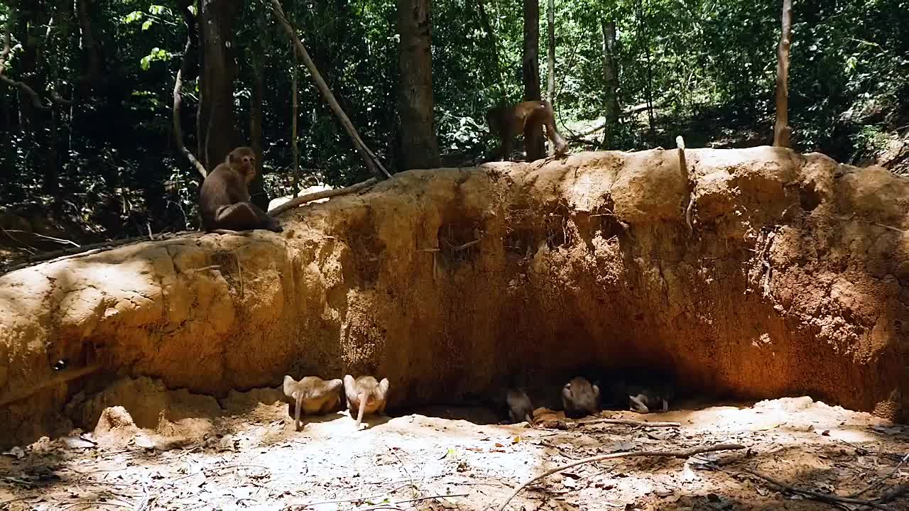 猕猴吃土的大坑，居然是它刨的