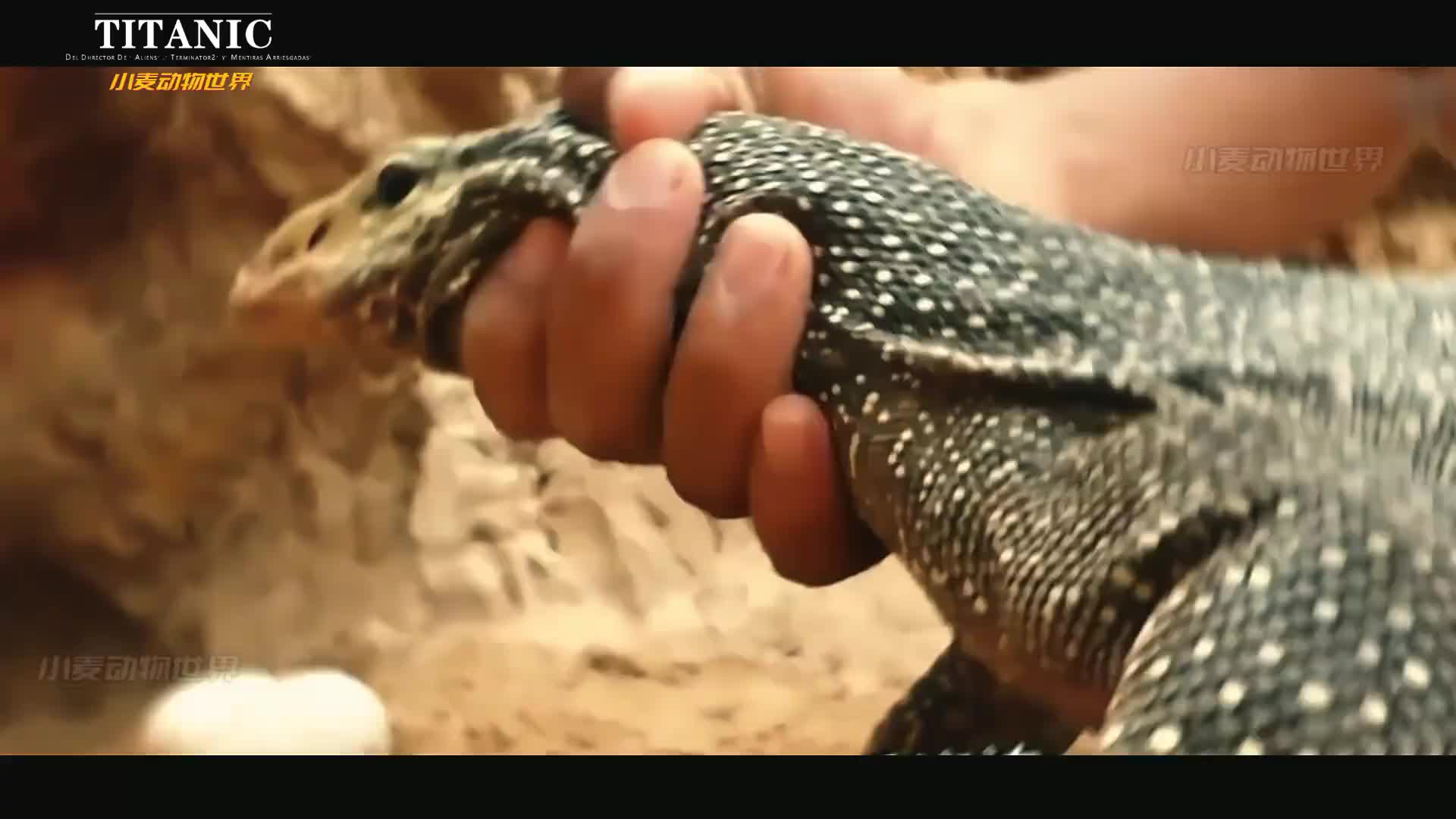 你认为谁才是爬行界霸主