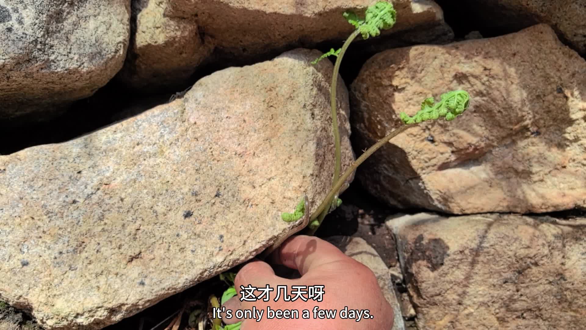 挖野菜今天挖各种野菜