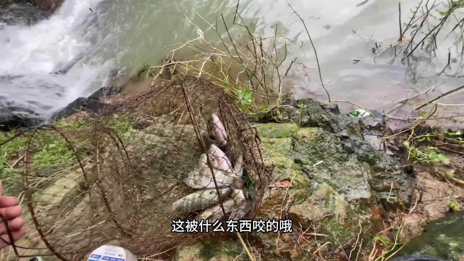 鱼篓子破了个大洞鱼全跑啦