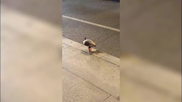 盘点动物们的无语瞬间，我可能不是人，但你时真的狗！