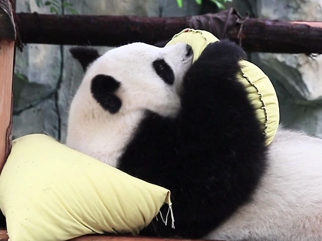 抱枕没拆开，整个熊都在试图掩饰尴尬