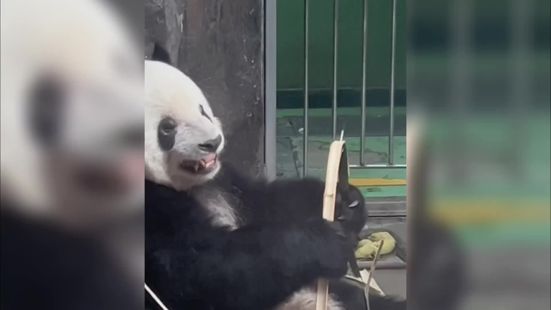 盘点各大熊猫的招牌动作，不愧是动物界的整活王啊！