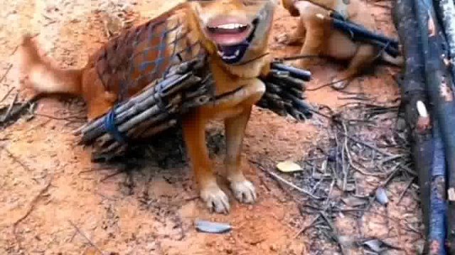 554. 狗子 -不容易呀