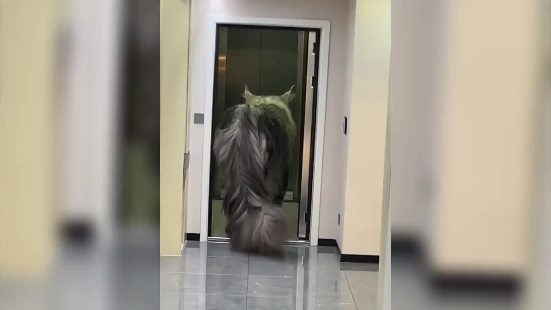 盘点比你想象中要大得多的动物，这马都赶上大象大了！