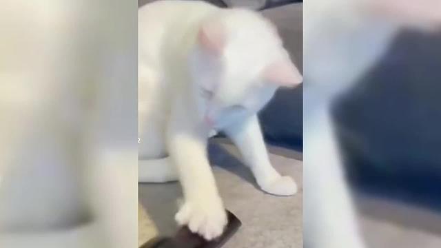 盘点猫咪的迷惑行为，看完好笑，哈哈哈！