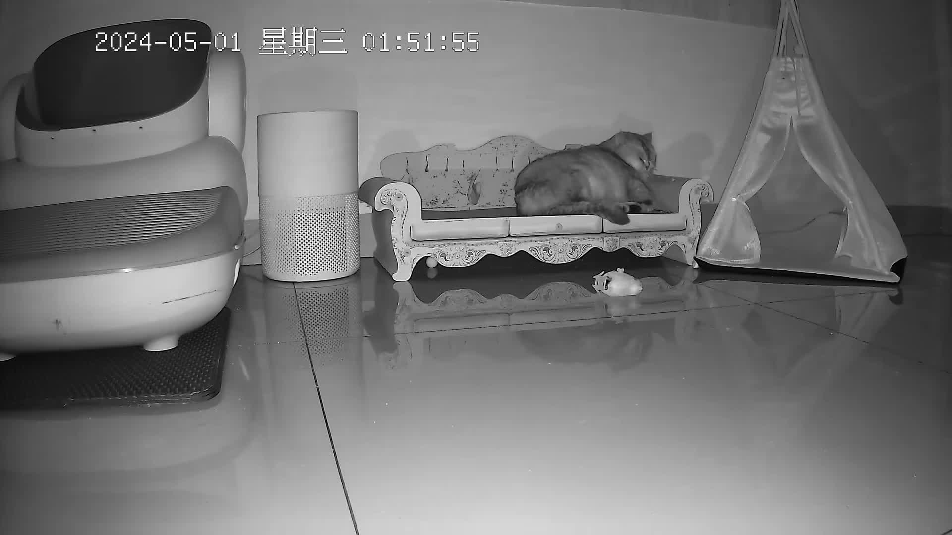 它爹五一又睡懒觉了，好晚才给娃开门#监控下的一幕 #记录猫咪日常