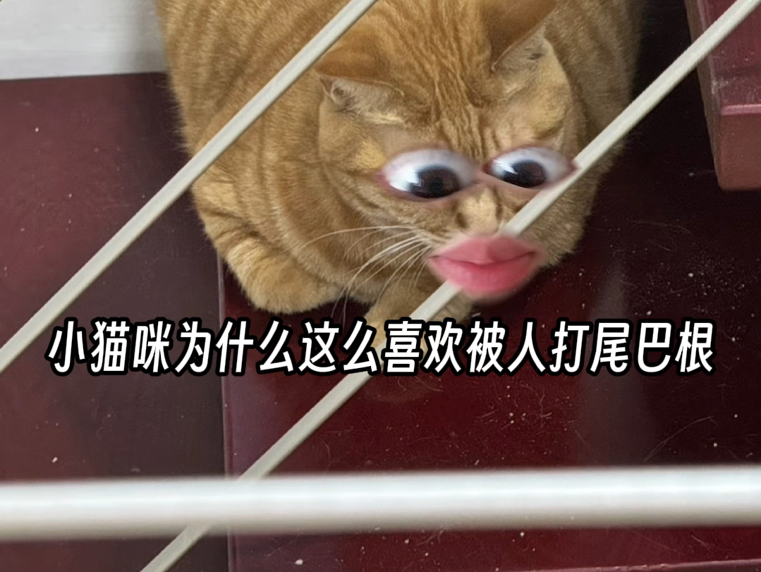 小猫咪为什么这么喜欢被人拍打尾巴根？