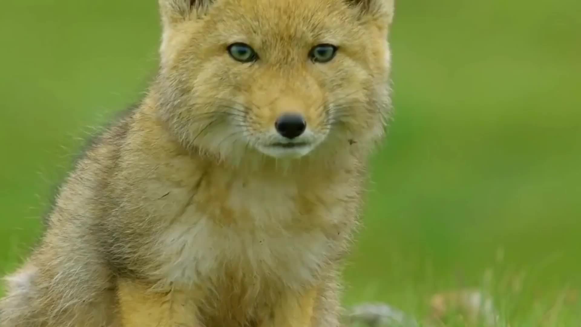 盘点那些反差大的动物，老鹰的走路姿势太沙雕了！
