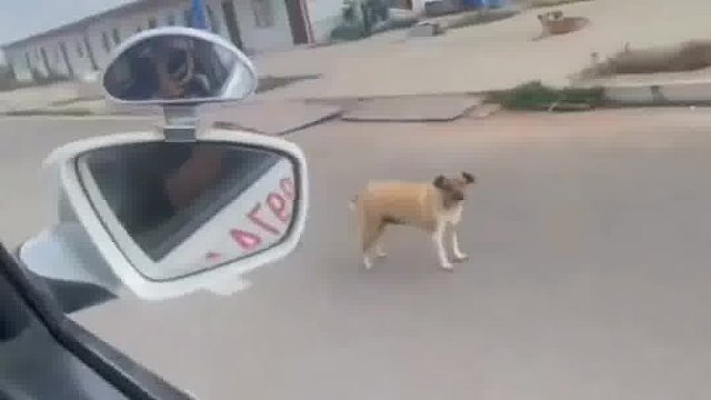 563. 狗子 -你是一点眼力见都没有