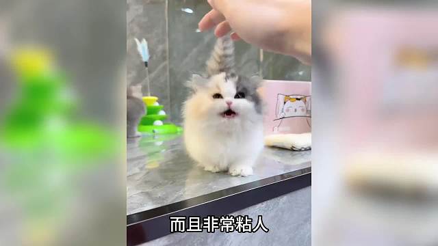 矮脚猫有多可爱，简直又搞笑又呆萌！